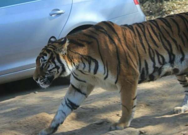 北京野生动物园老虎伤的是谁