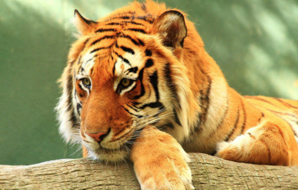 老虎生活环境，纲目，习性，外形