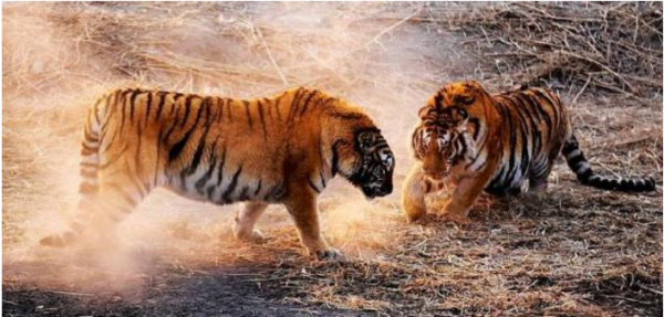 企业领导层有二个属虎的男女各一，必须跑走一只老虎吗？一山能容二只虎？