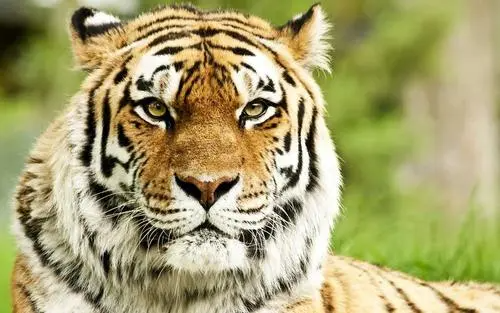 老虎一般吃什么动物