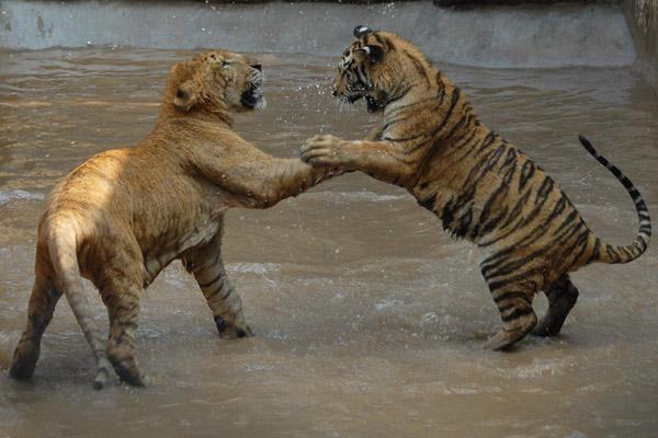 那么说老虎和狮子也是一个物种咯？反正它们也能杂交